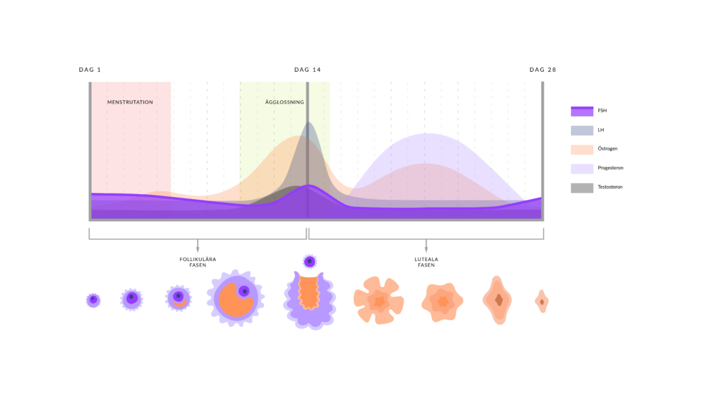 Illustration av menscykeln med framträdande kurva av FSH, av Hormonology. 