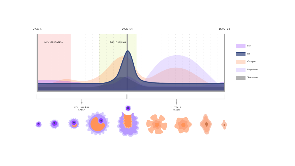 Illustration av menscykeln med framträdande kurva av LH, av Hormonology. 