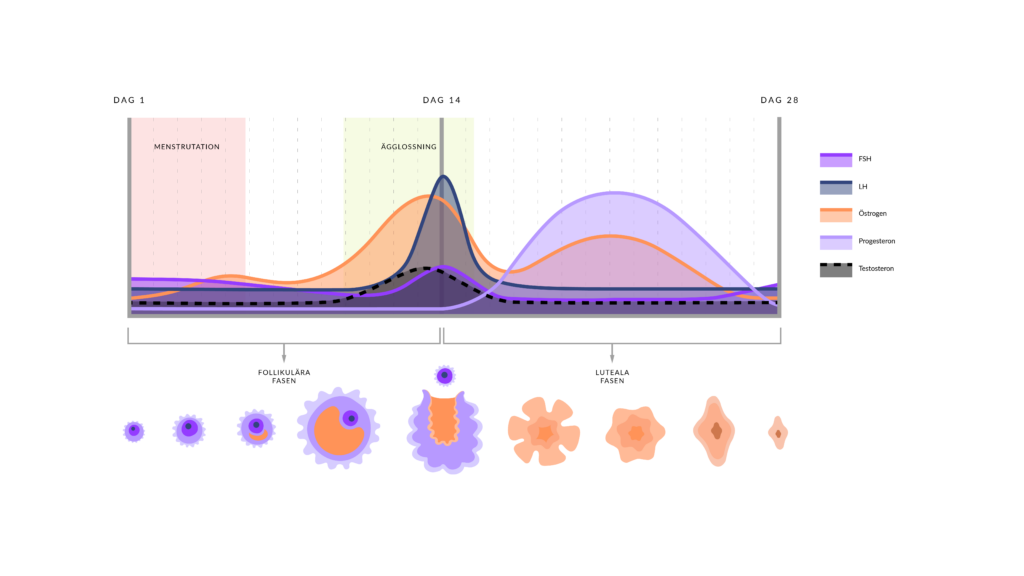 Illustration av menscykeln, av Hormonology. 