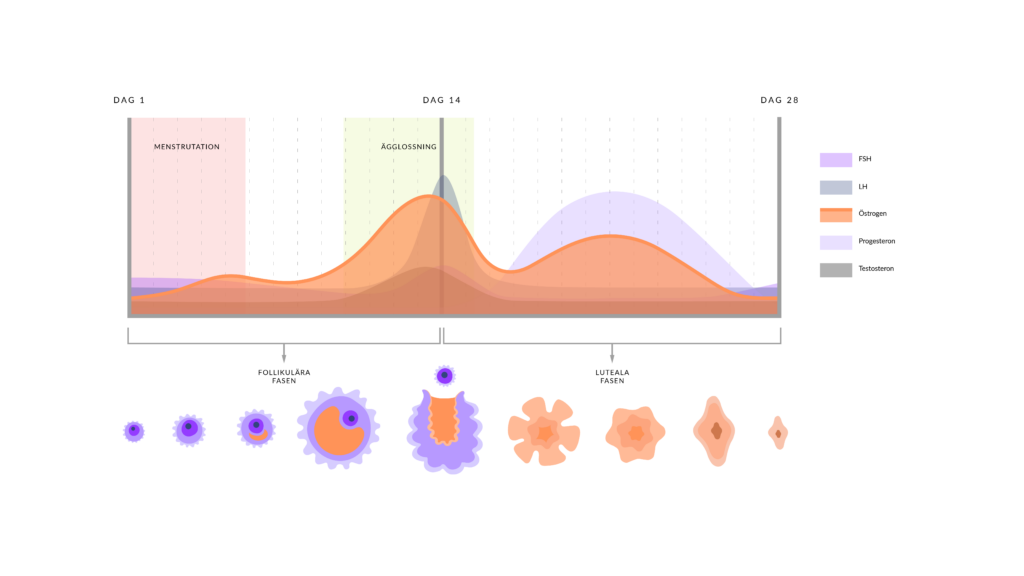 Illustration av menscykeln med framträdande kurva av östrogen, av Hormonology. 