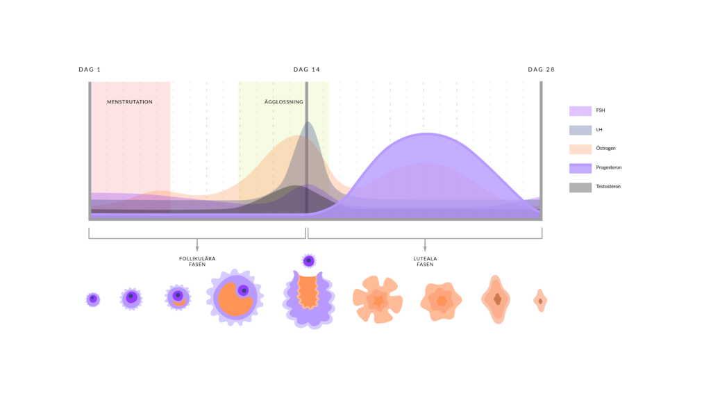 Illustration av menscykeln med framträdande kurva av progesteron, av Hormonology. 