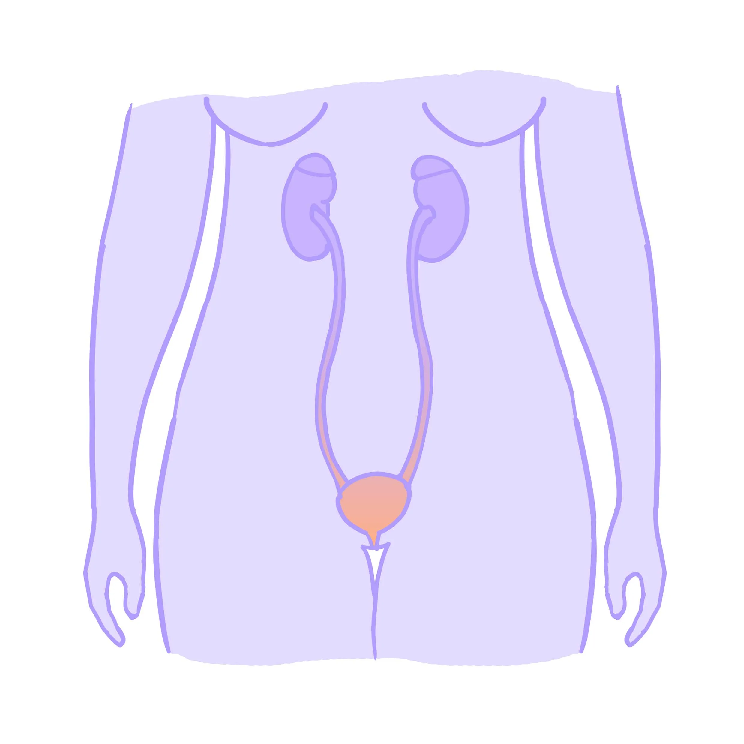 Illustration av urinvägsinfektion, av Hormonology.