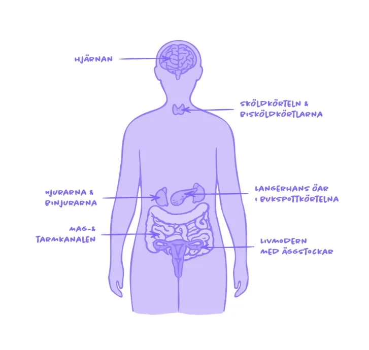 Kroppens hormoner image