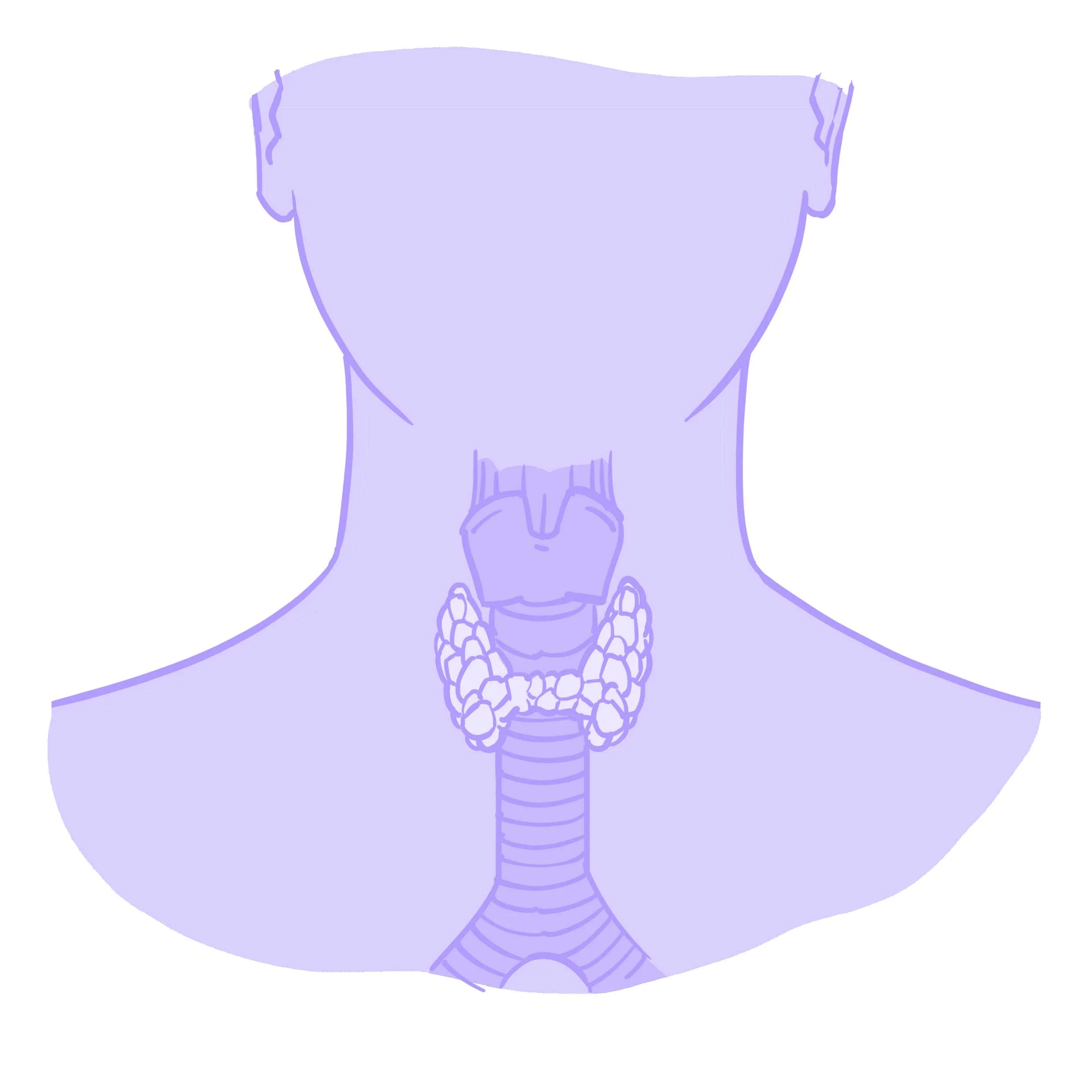 Illustration av sköldkörteln, av Hormonology.