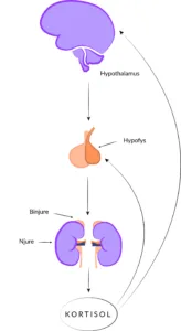 HPV-axel som visar hur kortisol produceras i kroppen. Bilden tillhör Hormonology.
